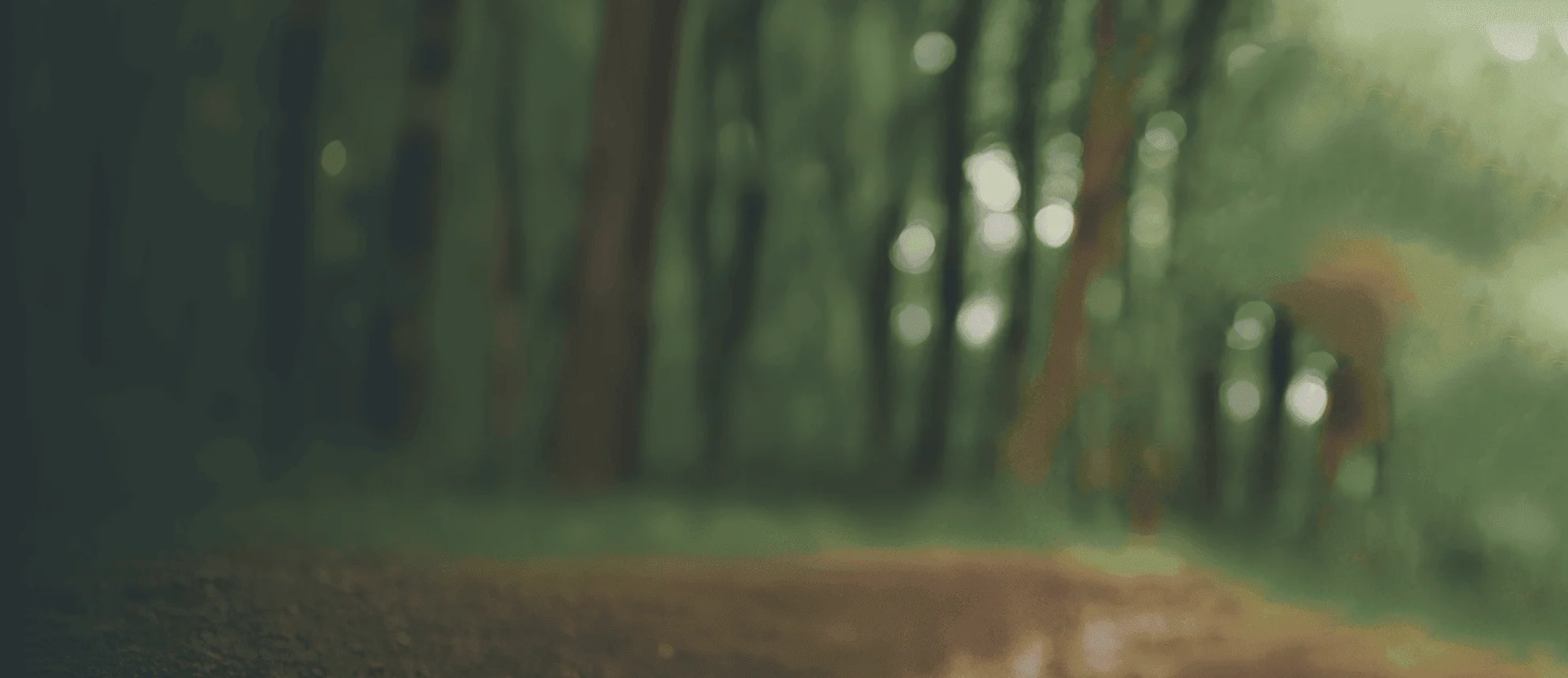 Forest Background